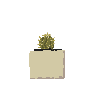 cacti